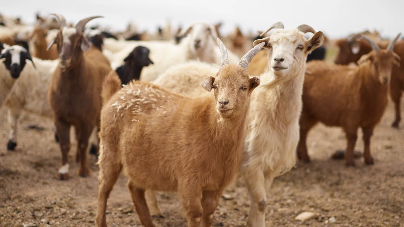 mammals