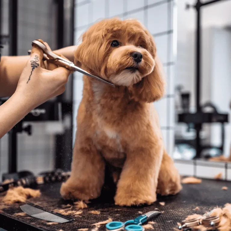 The Ultimate Guide to Pet Supplies Plus: Everything You Need for Your Furry Friends