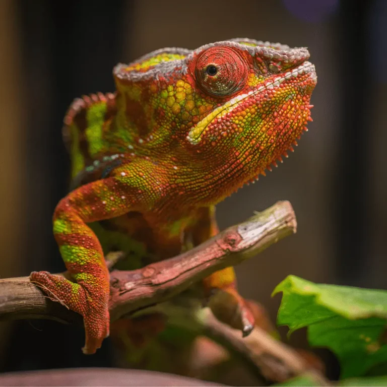 Discover the World of Reptiles: From Ancient Creatures to Modern-Day Companions