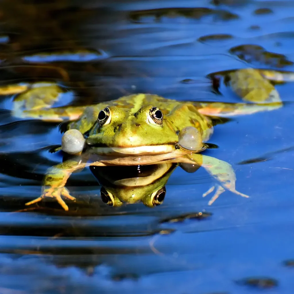 Frog egg