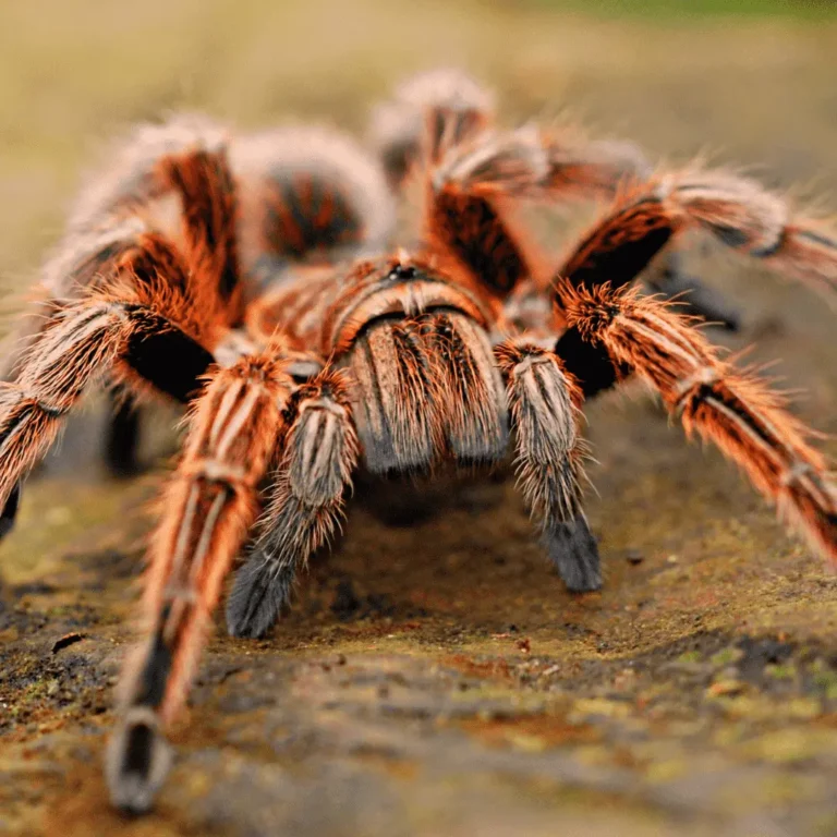 Arachnids Are Insects: Truth Behind Misunderstanding