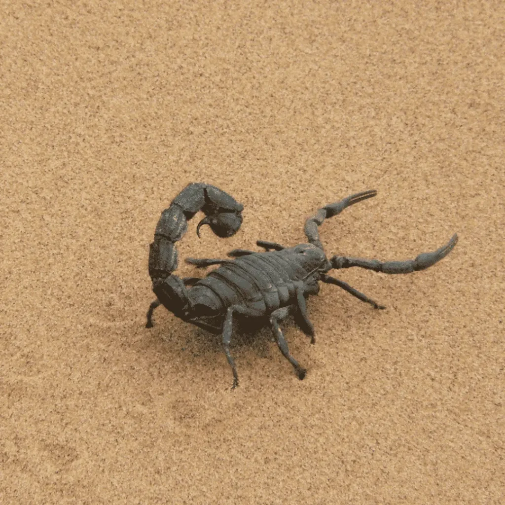 scorpion