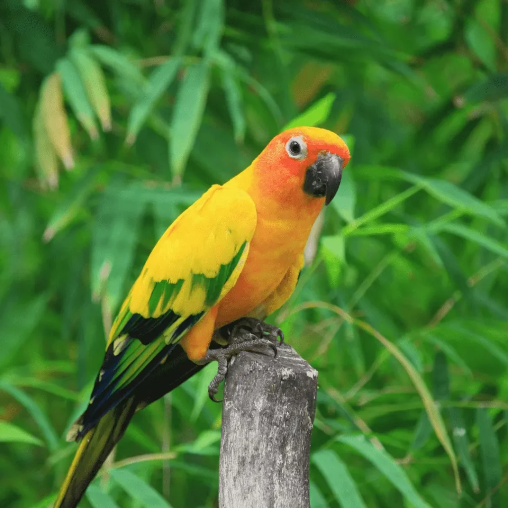 half moon conure