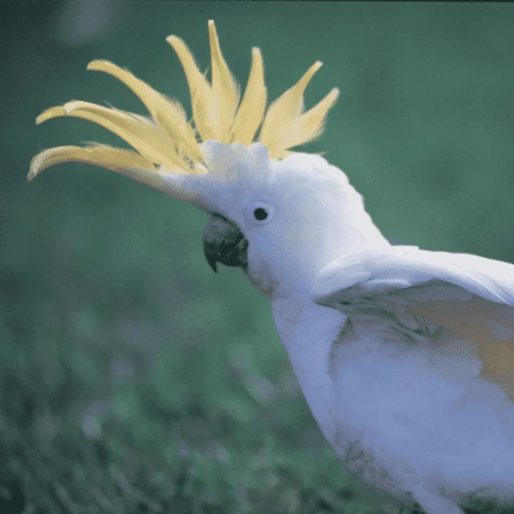 galah cockatoo