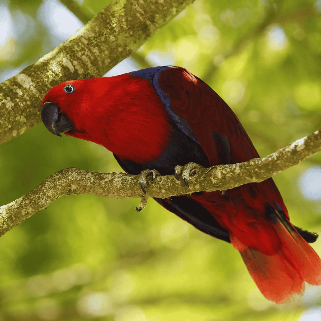 Eclectus parrot female