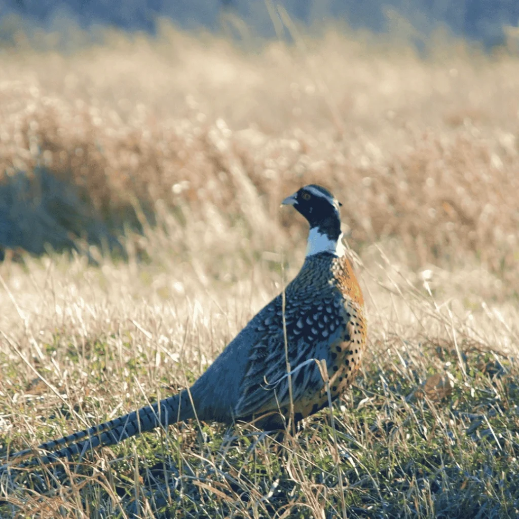 pheasant