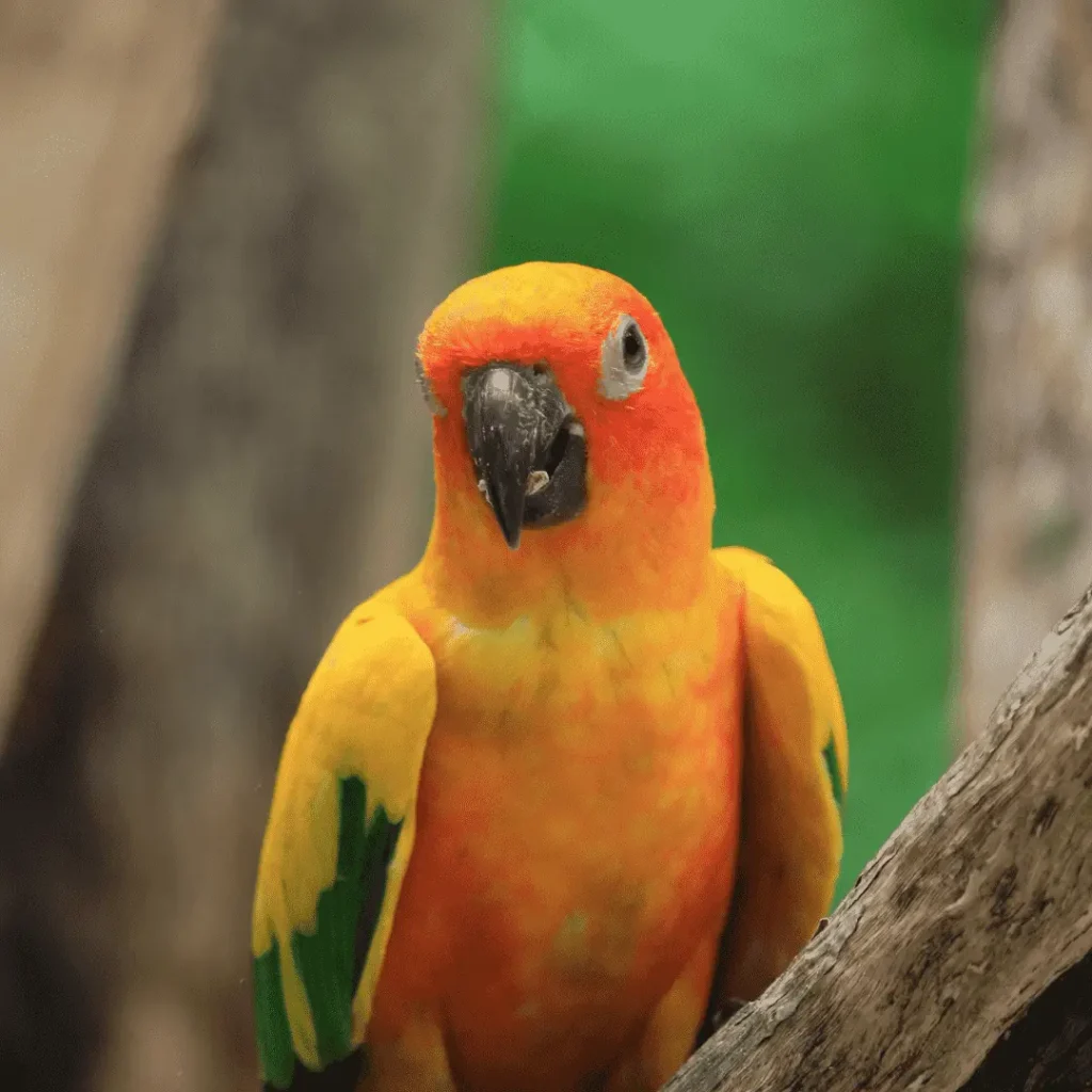 sun conures