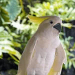 black palm cockatoo