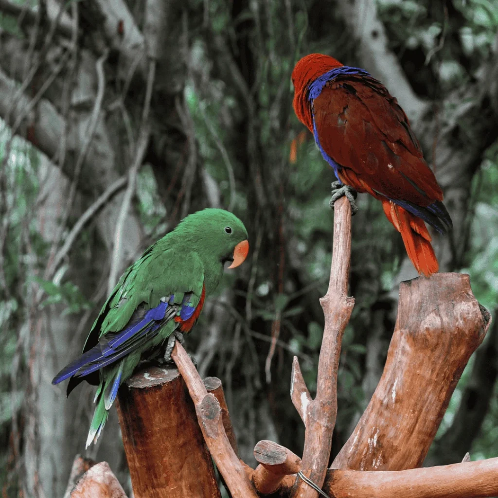 Eclectus parrot