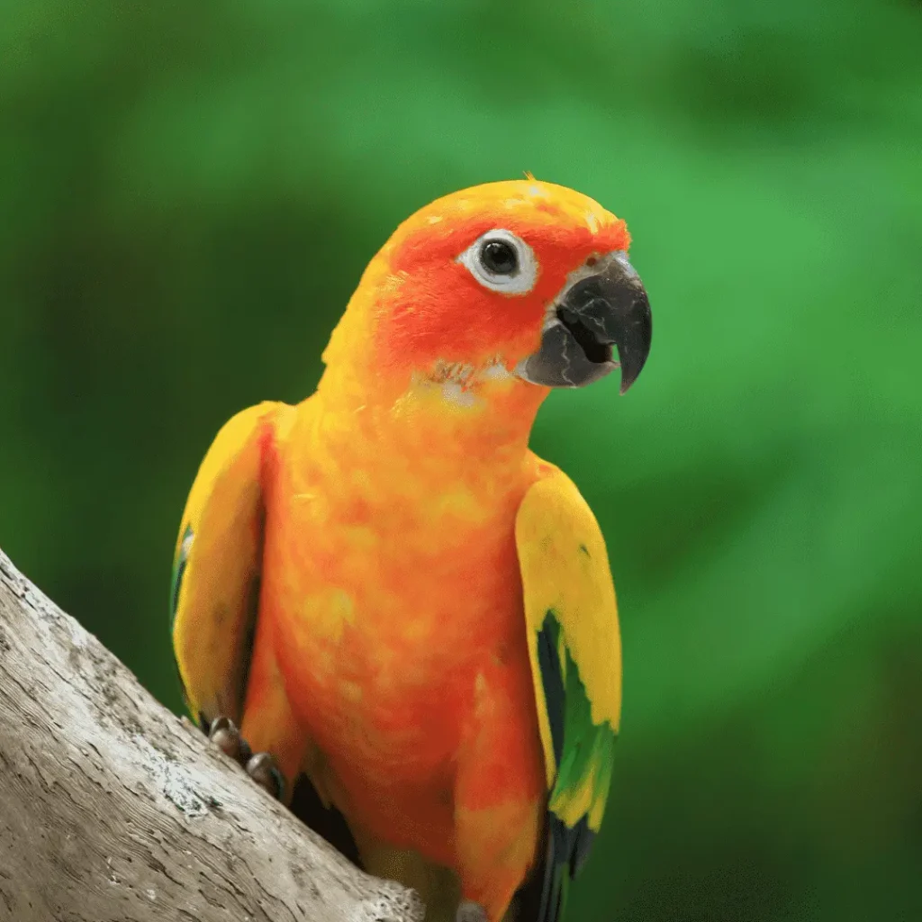 baby sun conure