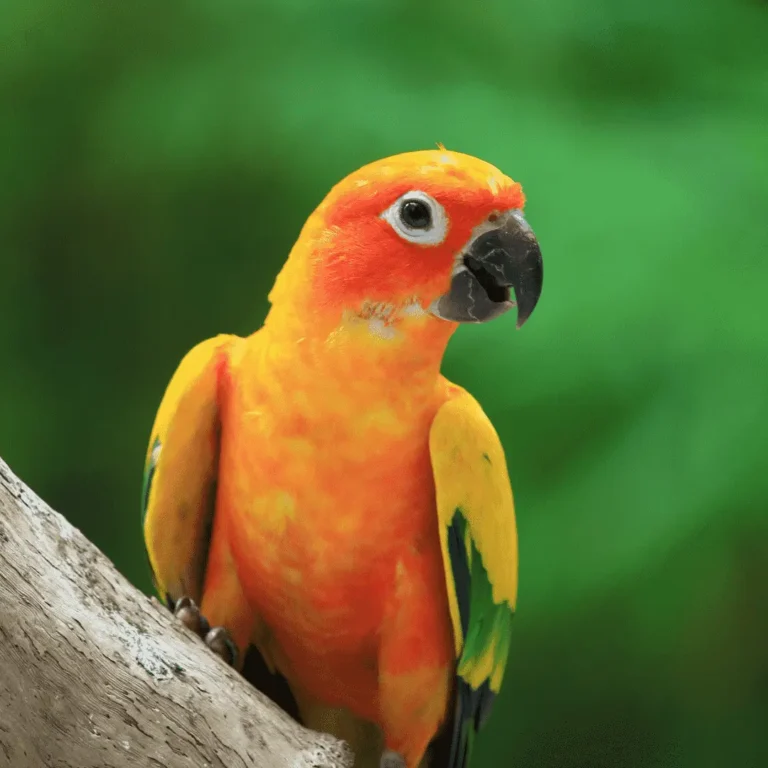14 Amazing Facts About Conure birds to Lift Your Spirits