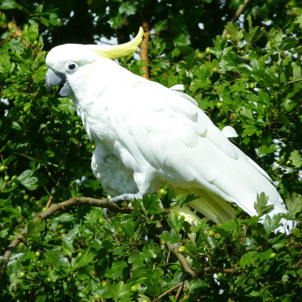 cockatoo