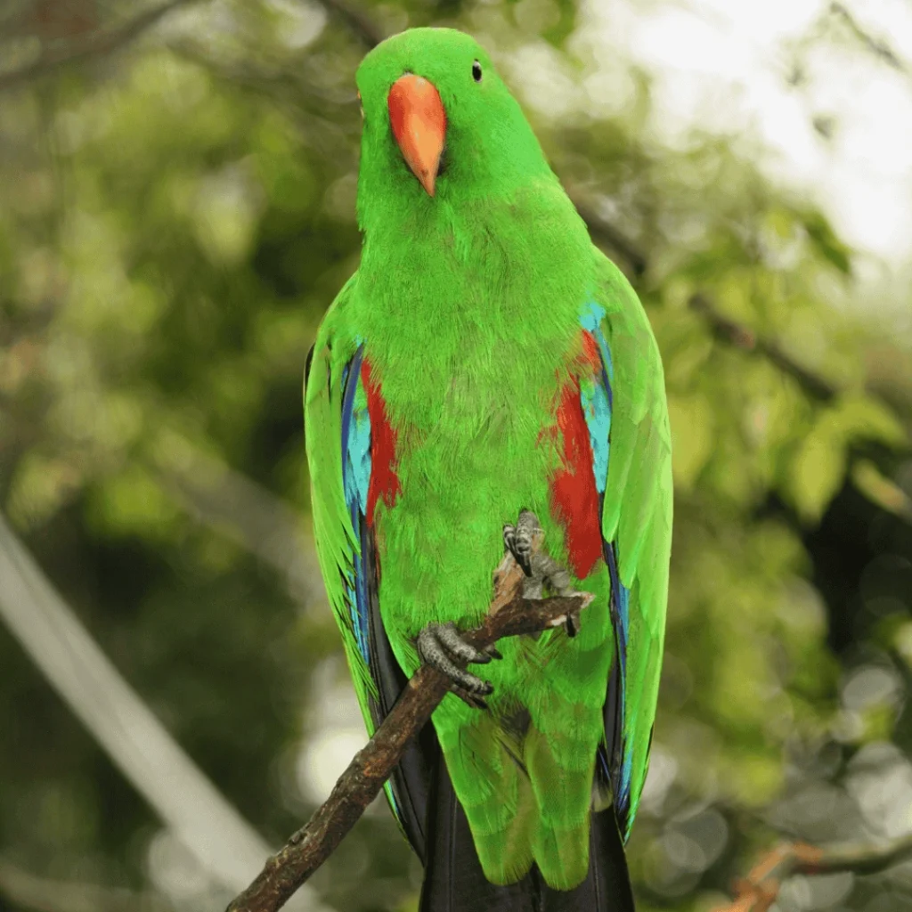 Eclectus