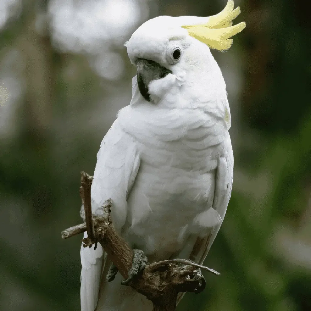 moluccan cockatoo