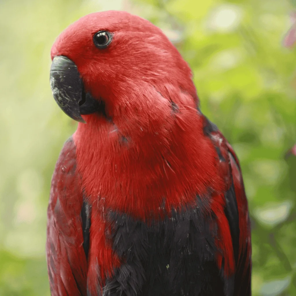 Eclectus bird