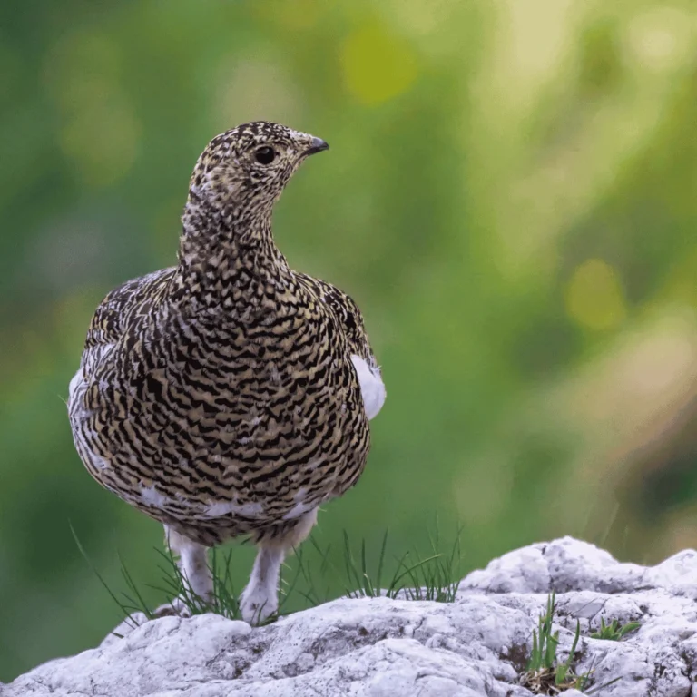 Discover the Top 8 Game Birds for Challenging Hunts