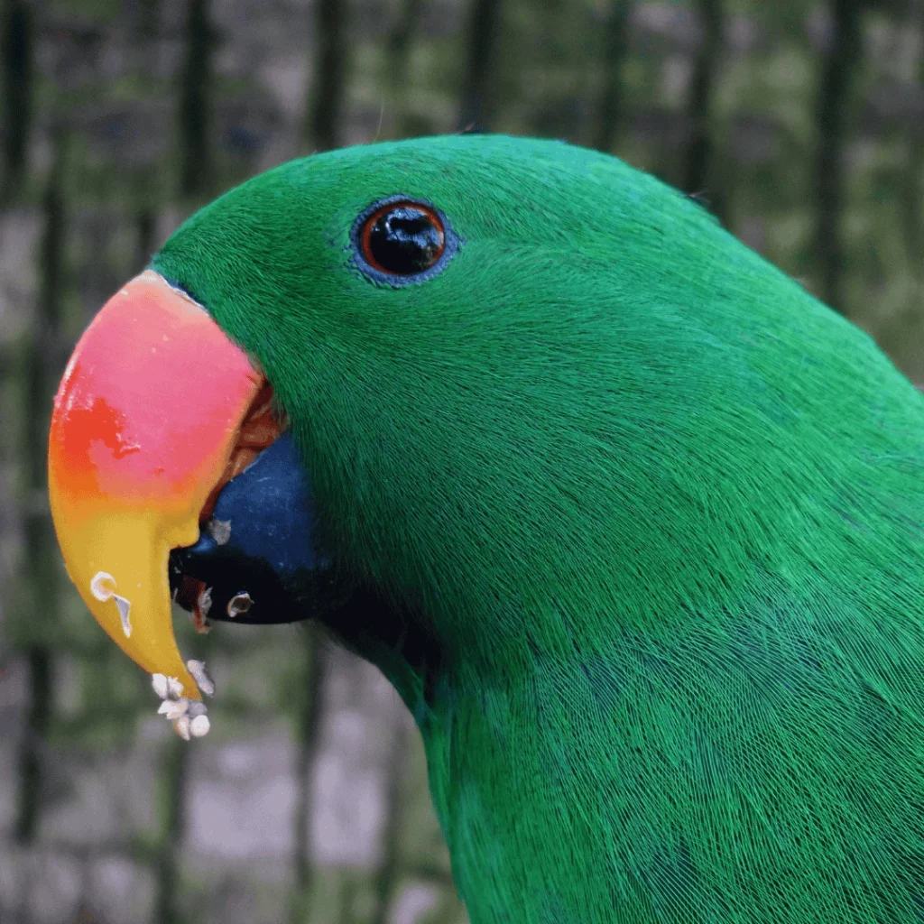 Eclectus parrot price