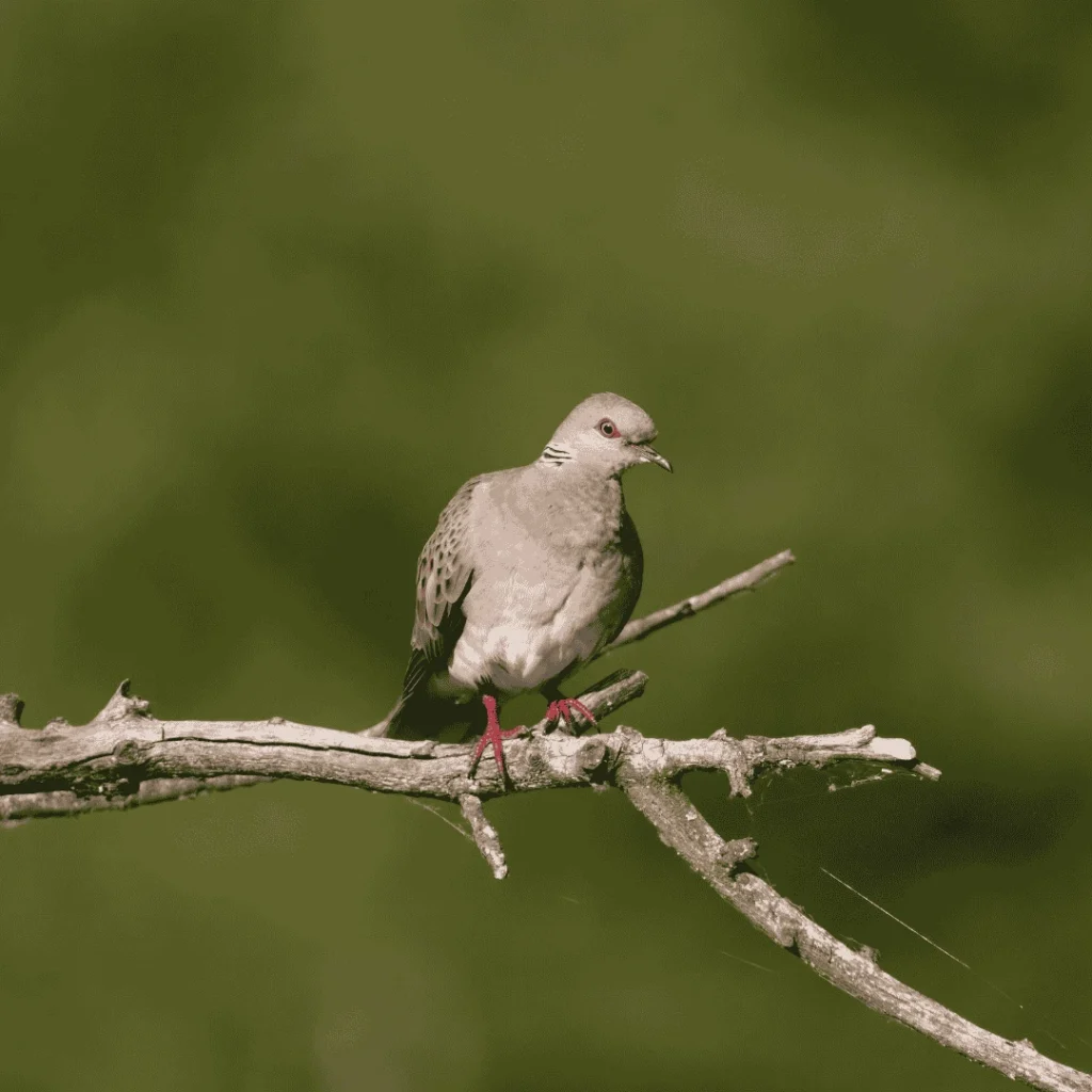 turtle dove