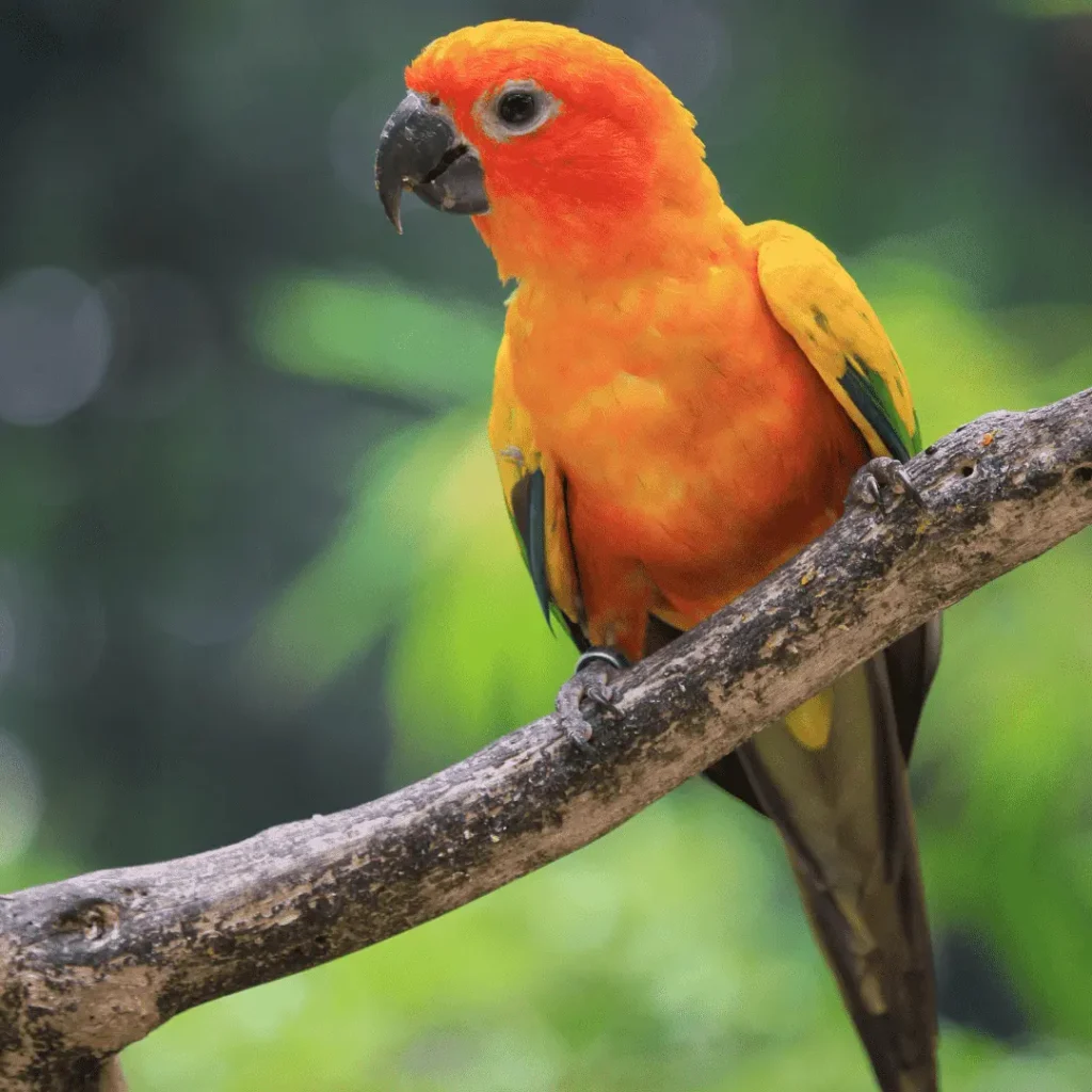 conures