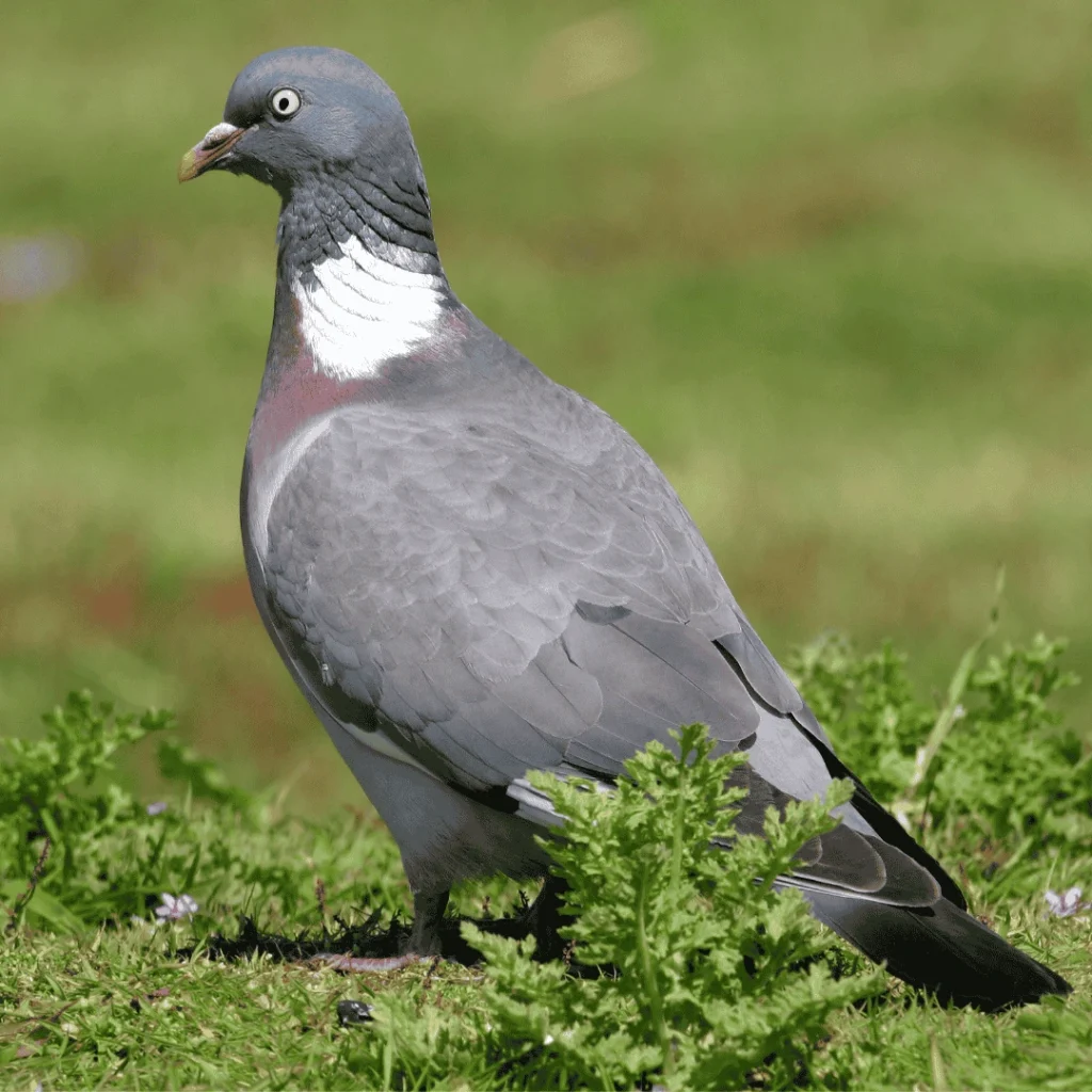 wood pigeon