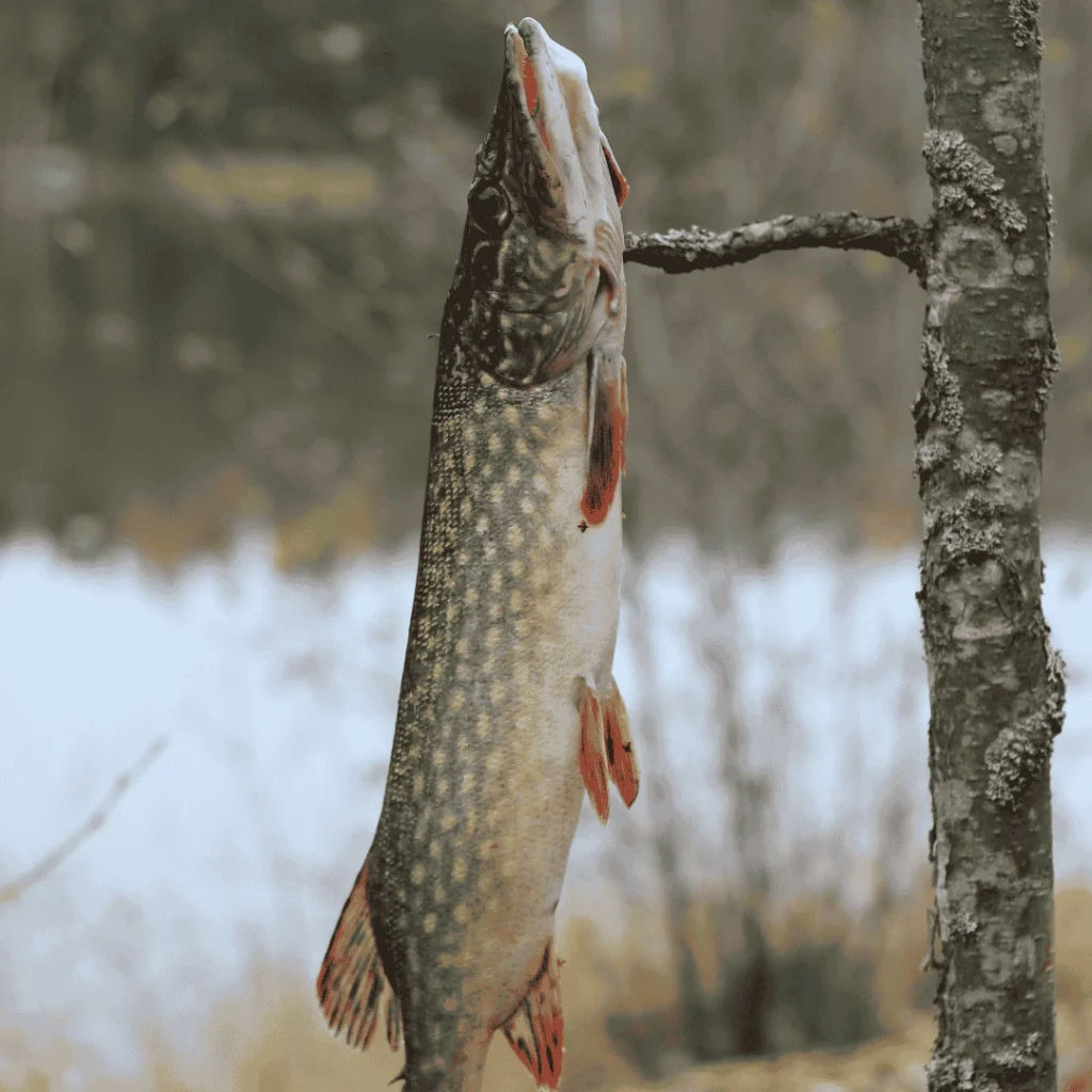 northern pike