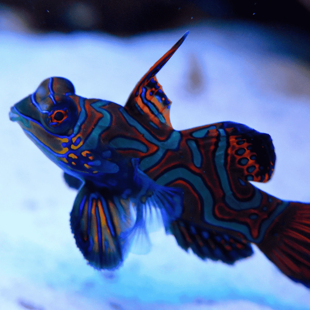 mandarin fish