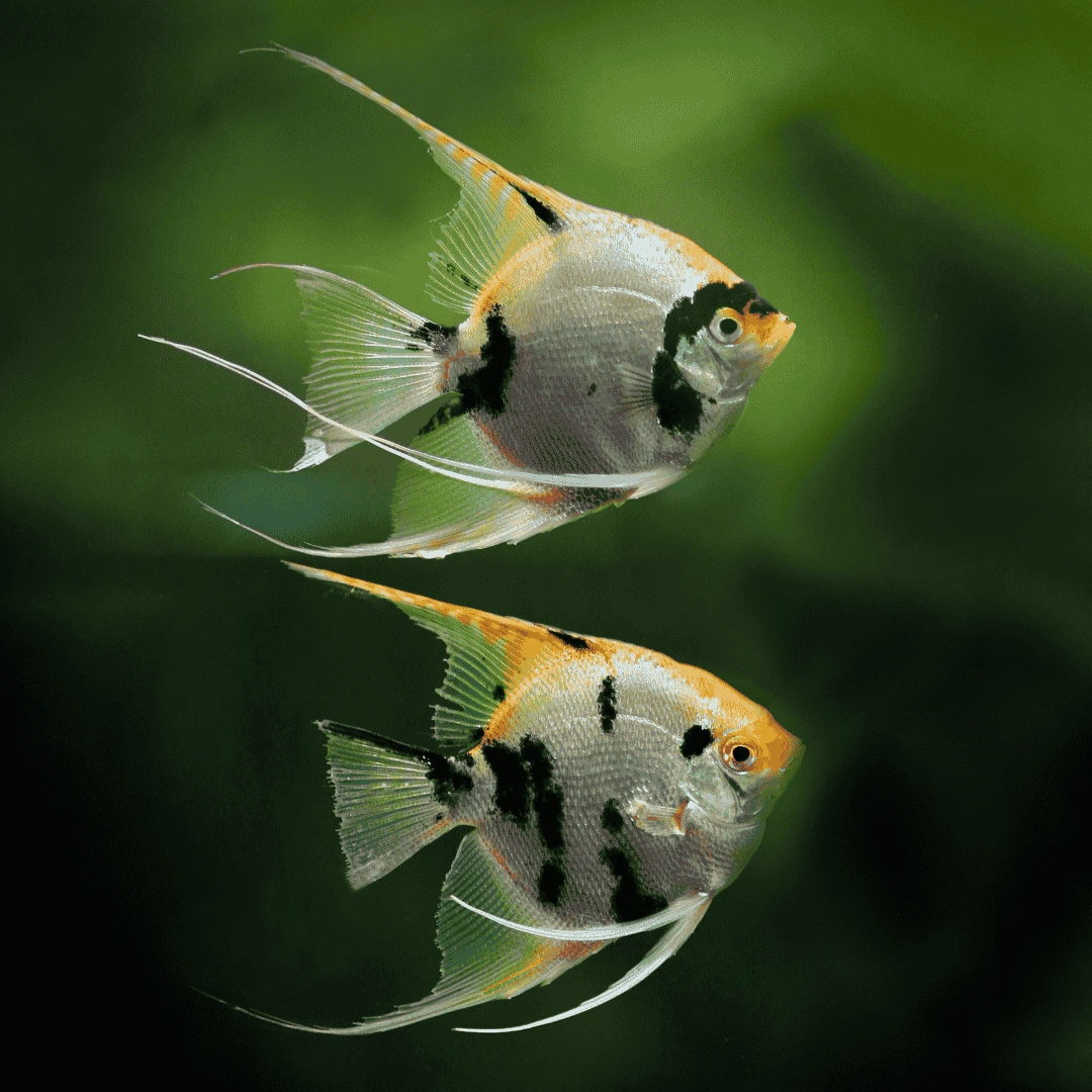 angelfish
