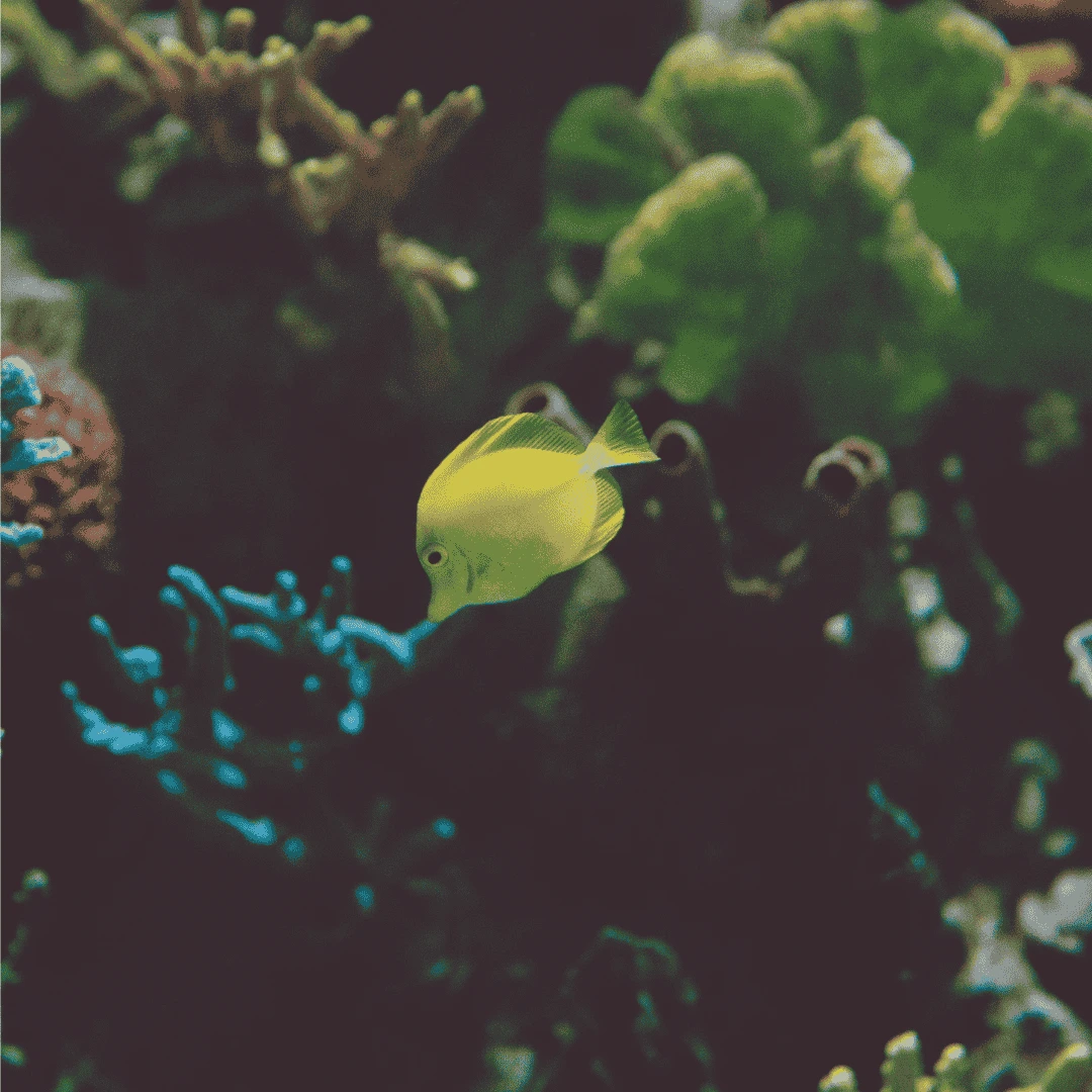 yellow tang