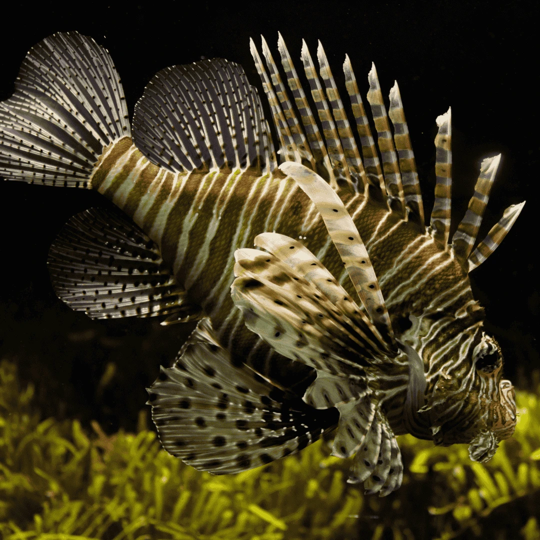 lionfish