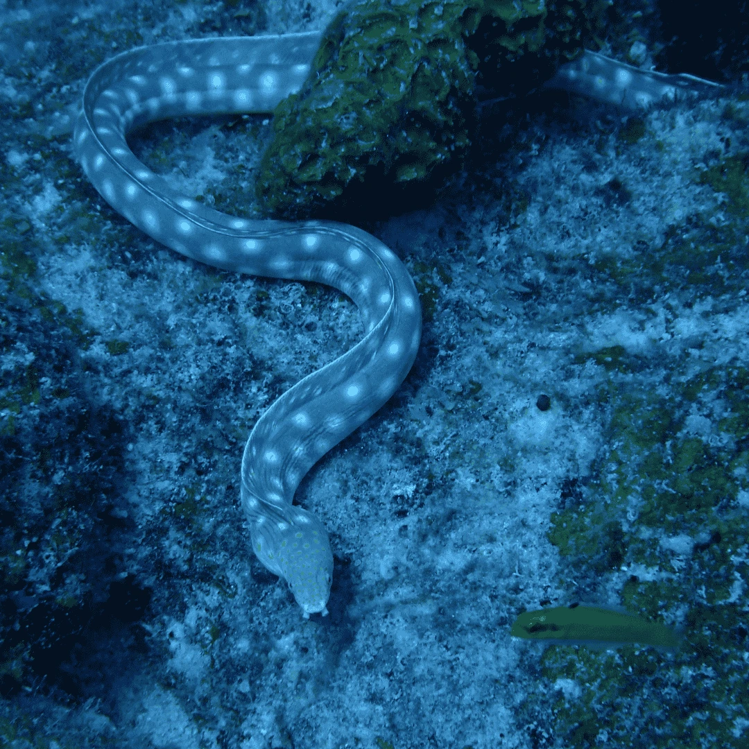 moray eel