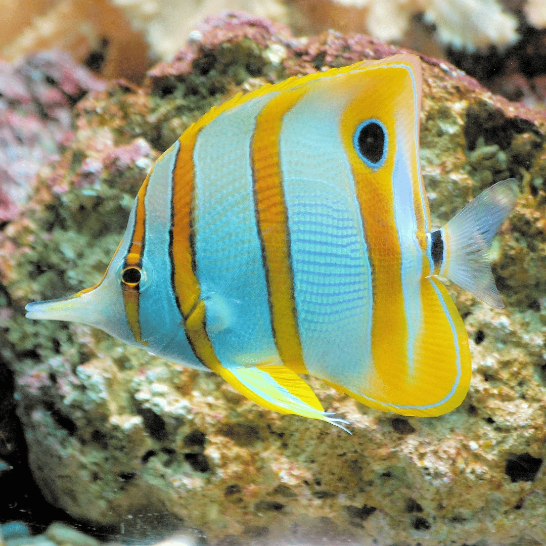 butterfly fish