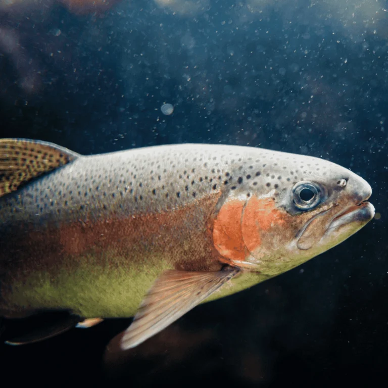 Top 5 Legendary Freshwater Fish Every Angler Must Experience