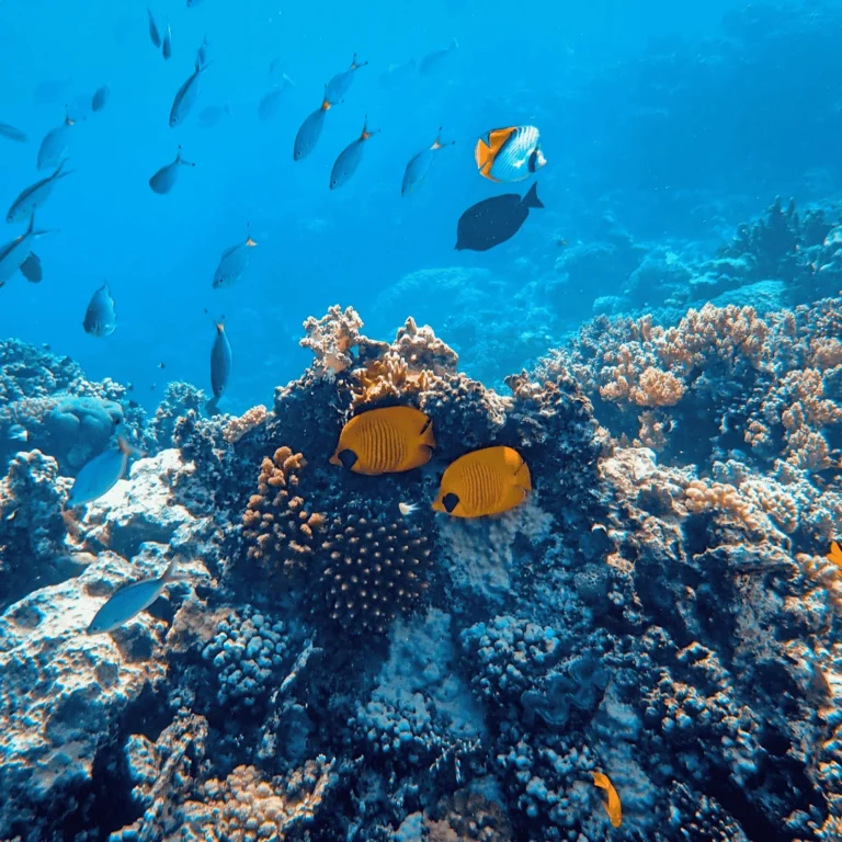 Top 10 Saltwater Fish That Bring Color to the Ocean