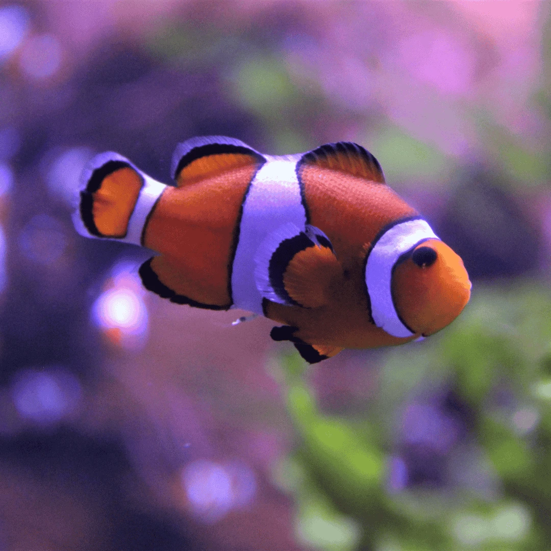 clown fish