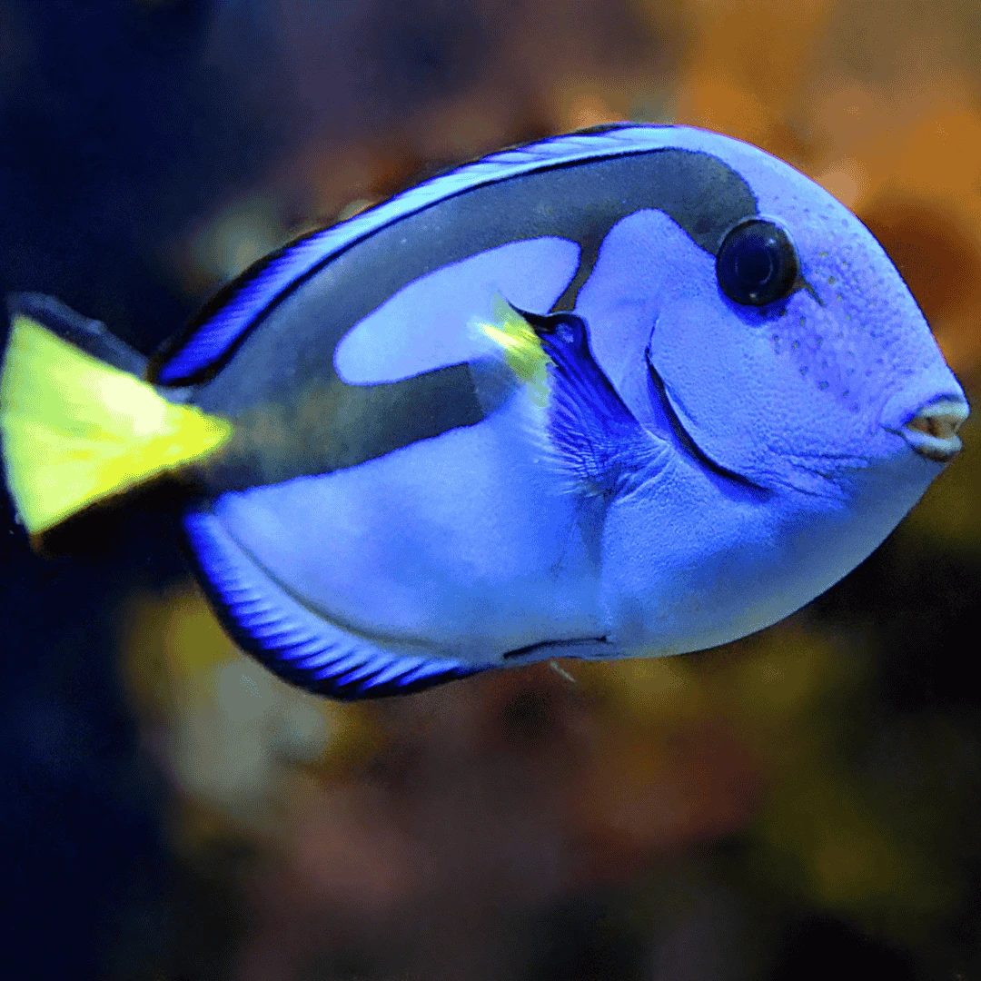 blue tang