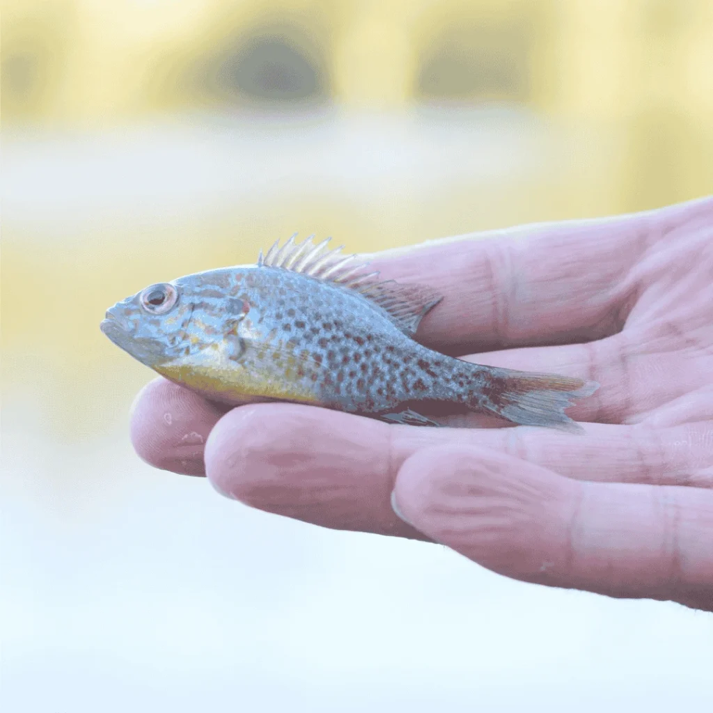 biggest bluegill ever caught