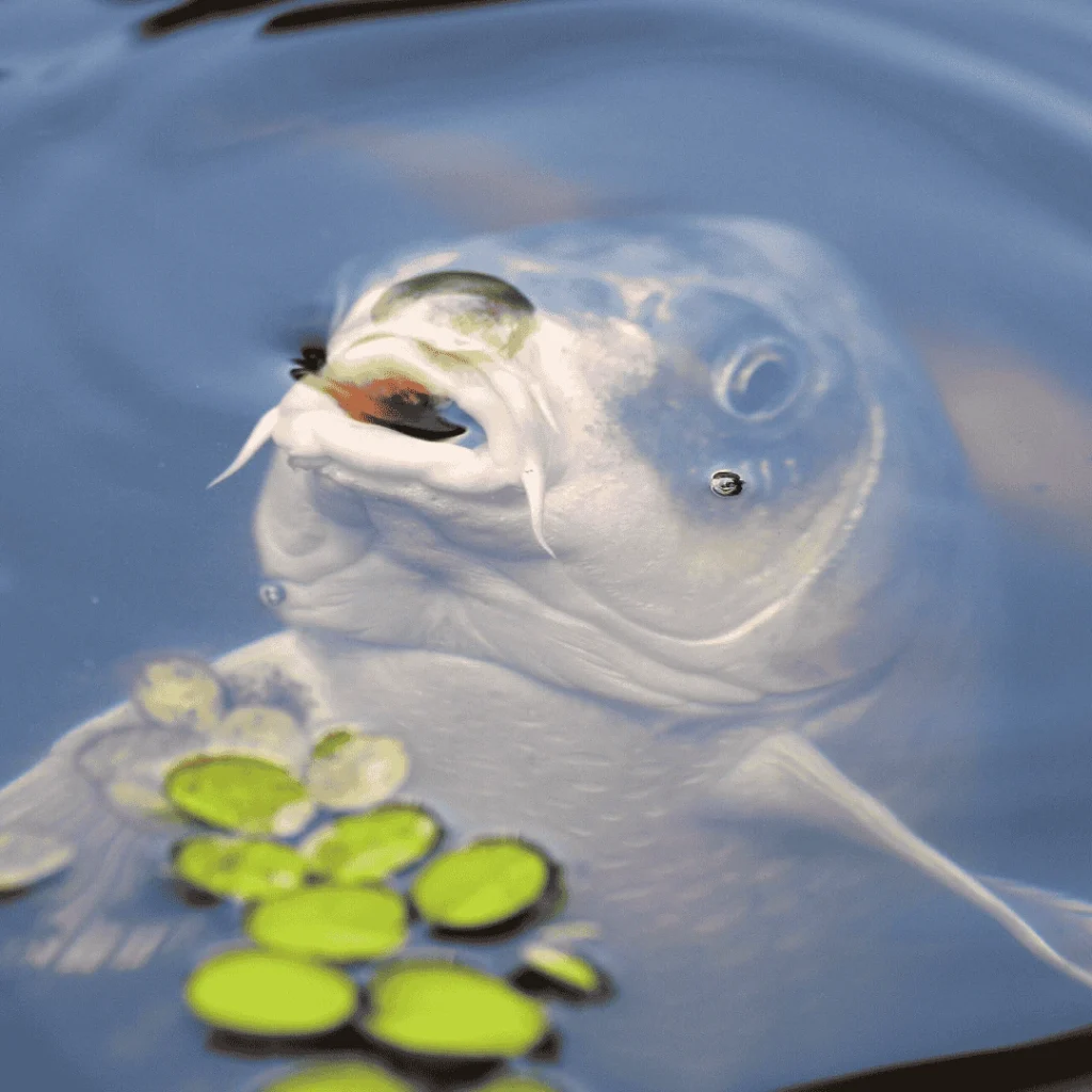 common carp