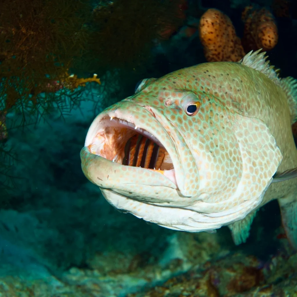 beautiful deep sea fish