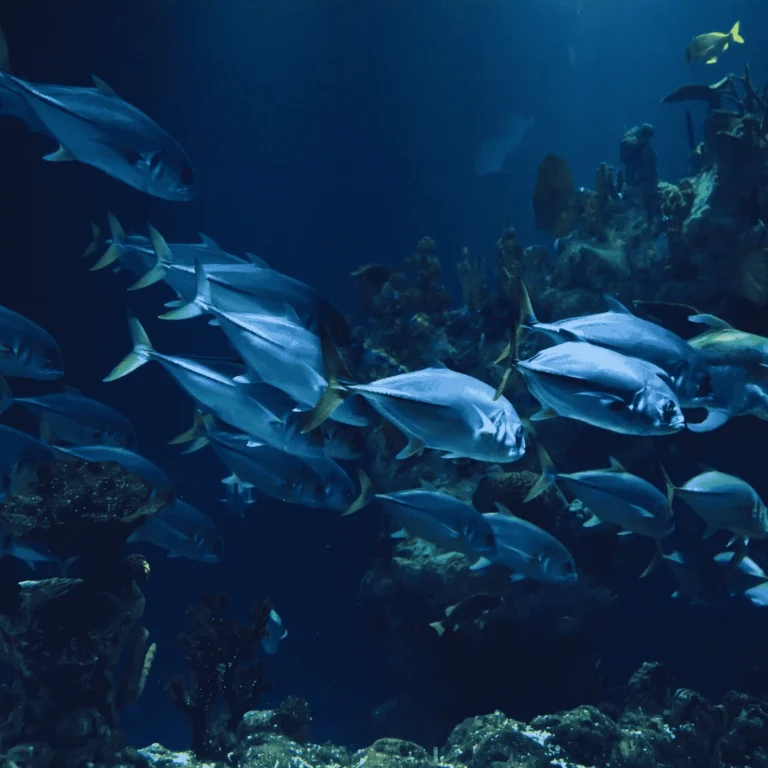 10 Fascinating Facts About Blue Parrot Fish