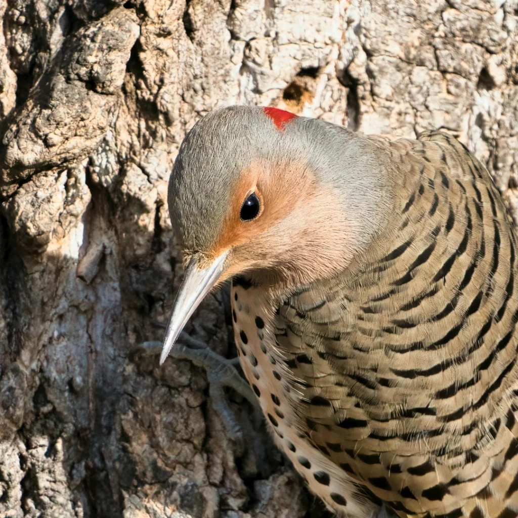 Northern flicker