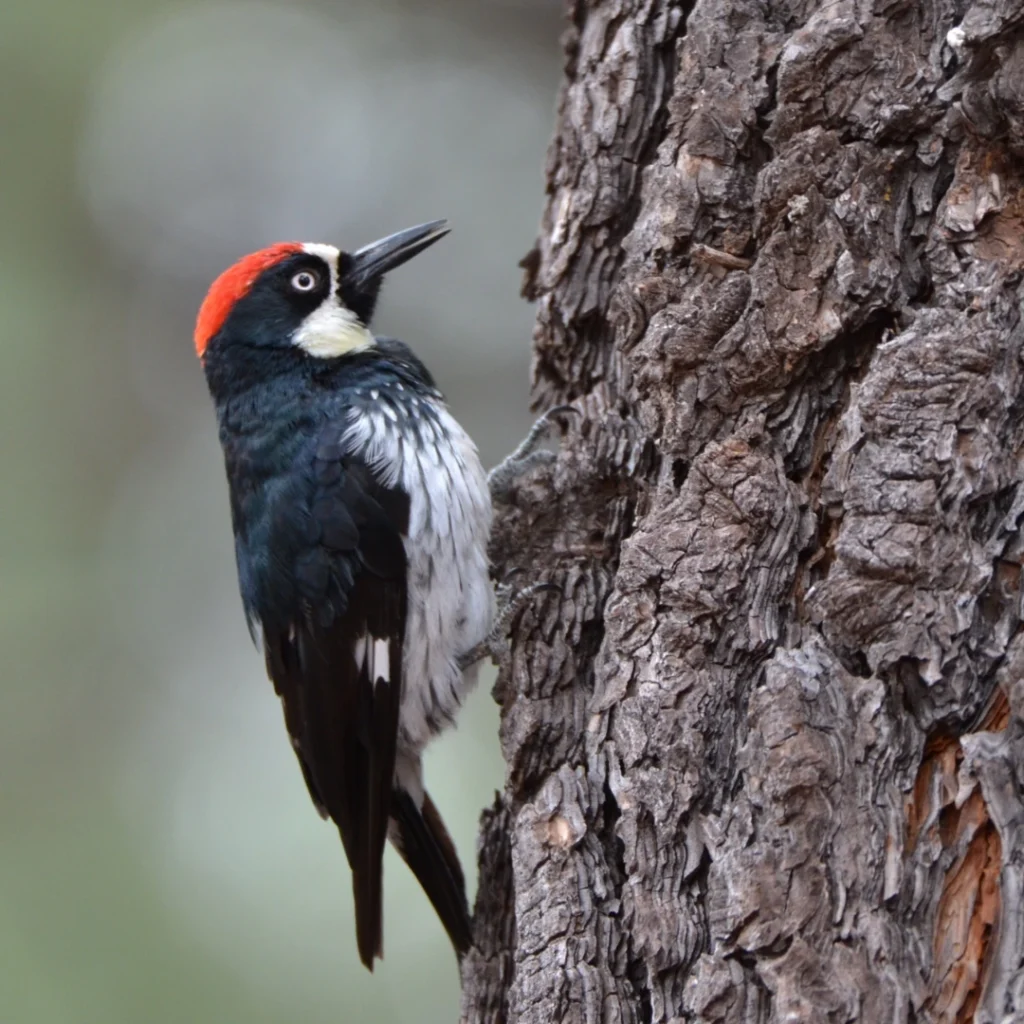 acorn woodpecker