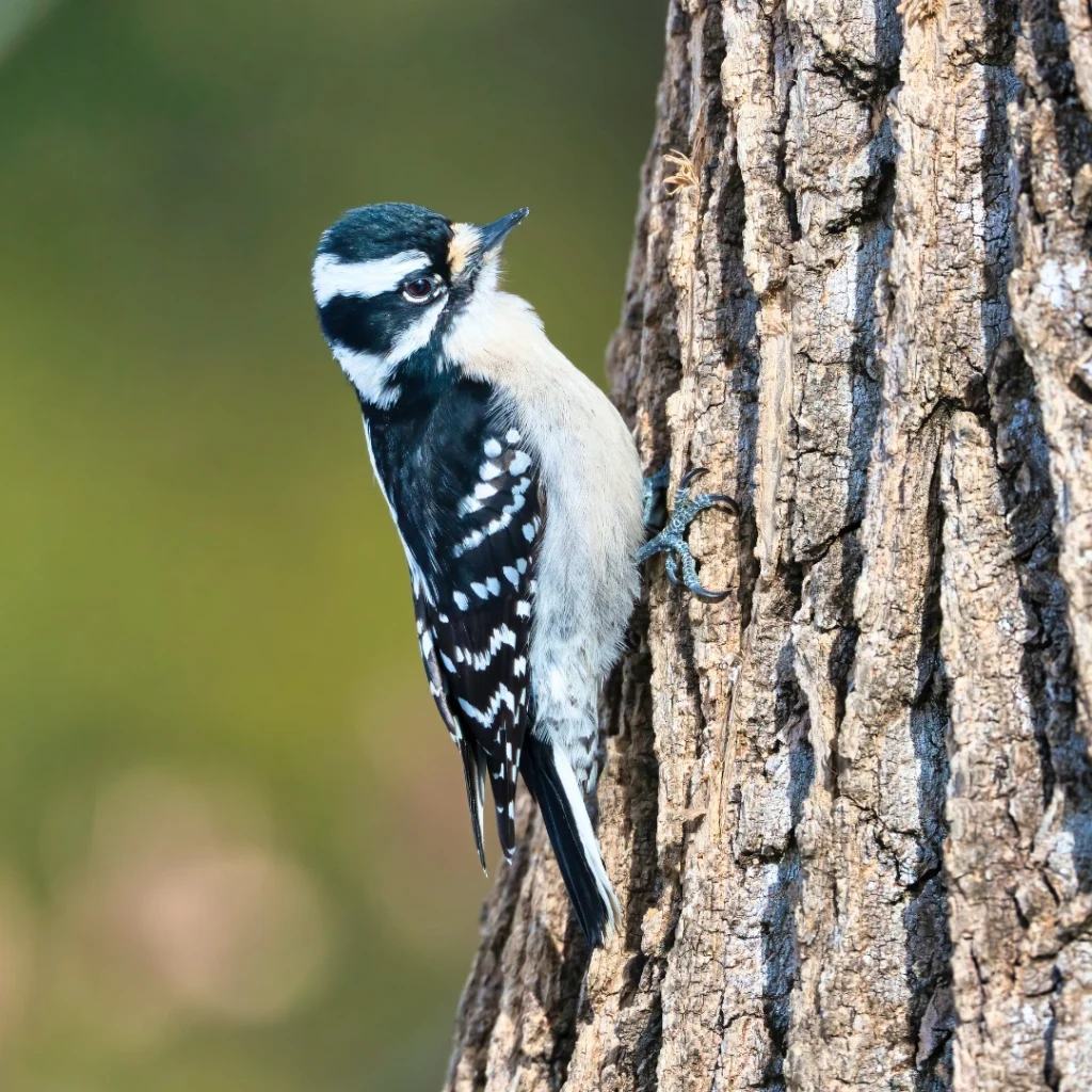 downy woodpecker