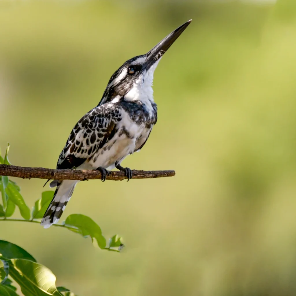 hairy woodpecker