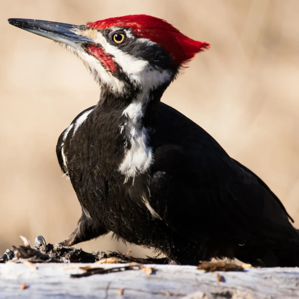 pileated woodpecker