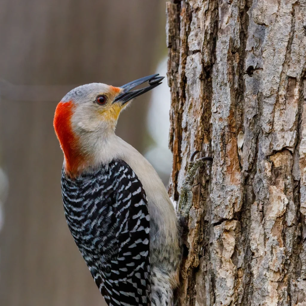 red bellied woodpecker