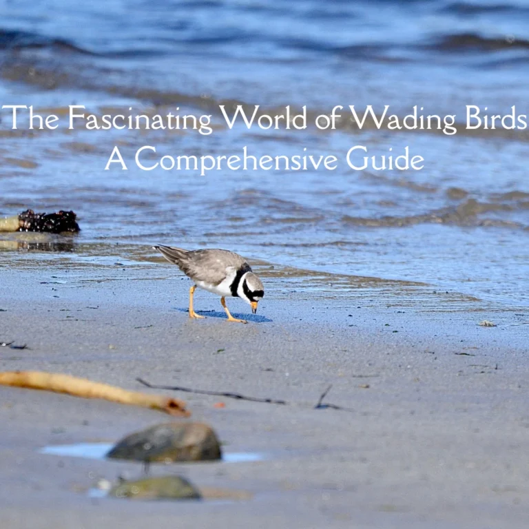 The Fascinating World of Wading Birds: No1 Comprehensive Guide