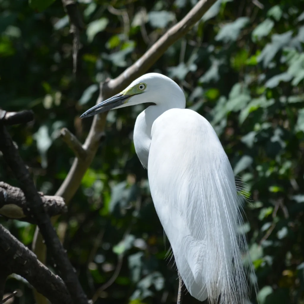 snowy egret