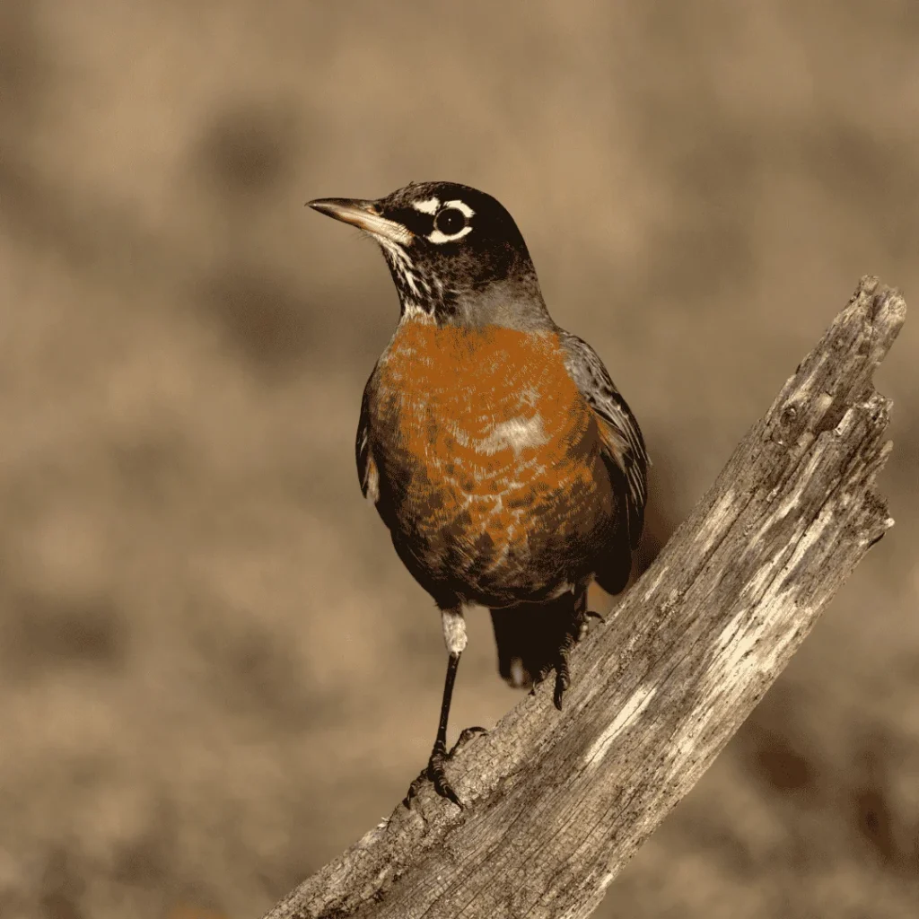 american robin call