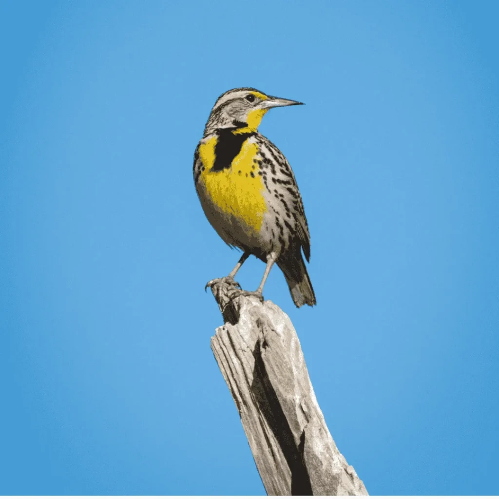 Eastern Meadowlark