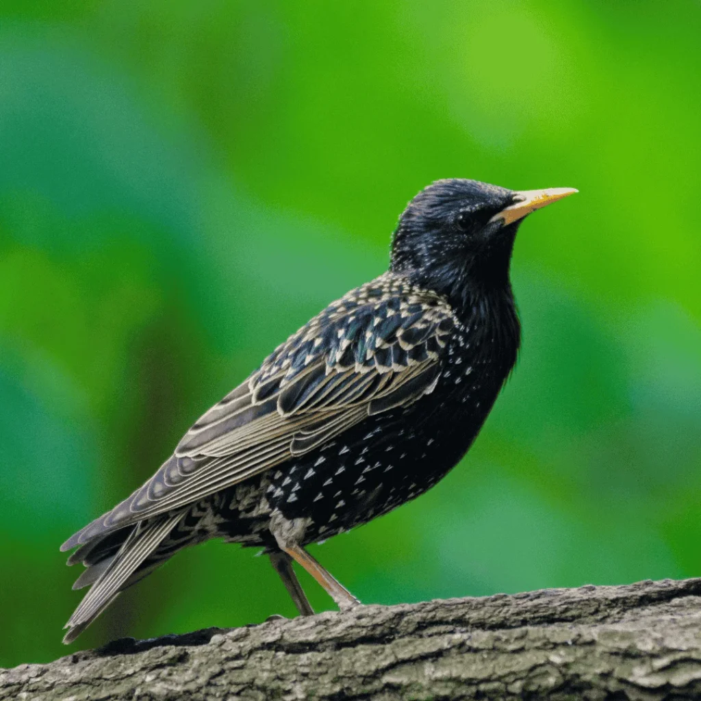 European Starling